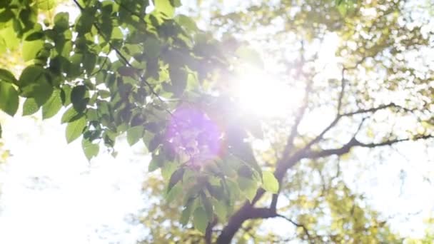 Vista del sol a través de las hojas de los árboles sobre la cabeza en una mañana gloriosa en el parque
 - Imágenes, Vídeo