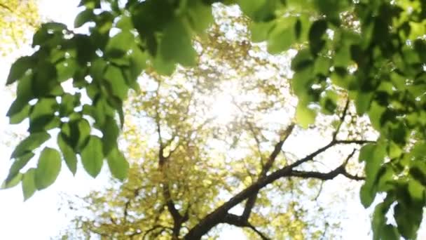 Fresh young green leaves in bright sunlight, close-up - Filmati, video