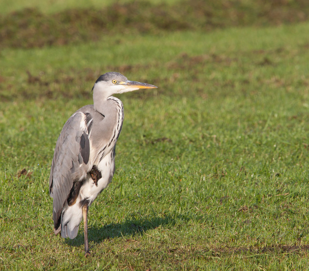 Grey heron on one leg in a grass field - Photo, Image