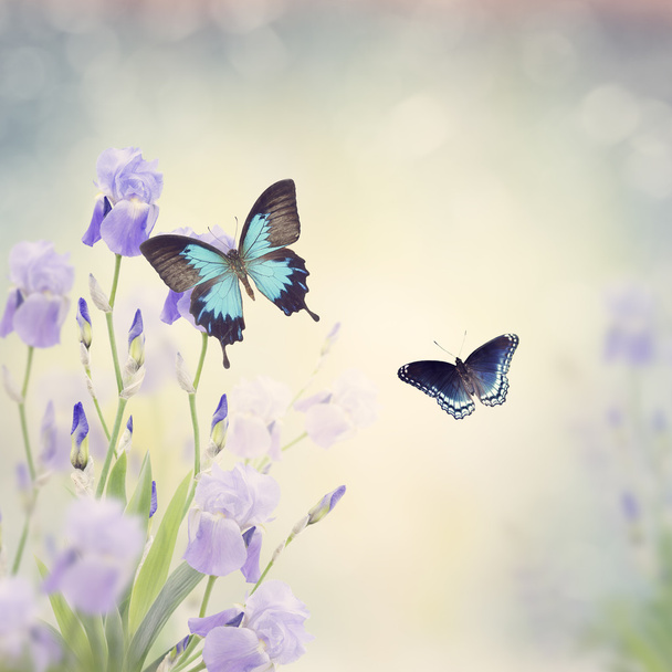 Virágok és pillangók - Fotó, kép