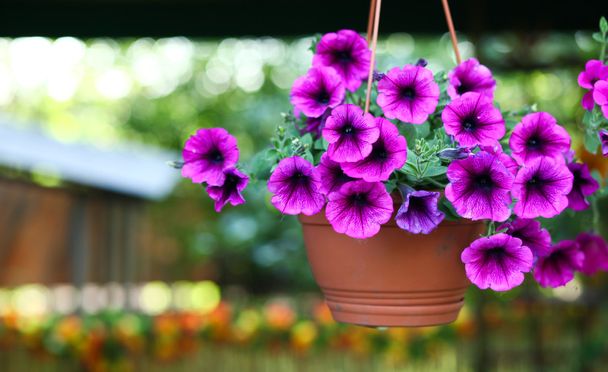 Фиолетовый цветочный горшок
 - Фото, изображение