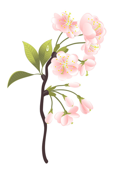 Sakura tree. Vector-Illustration - Vektör, Görsel