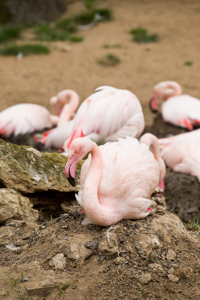 Fészekrakó Rose Flamingo a fészekben eng - Fotó, kép