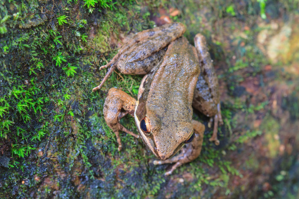 mooie donker-zijdige kikker in het bos - Foto, afbeelding