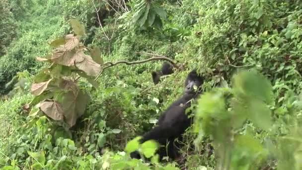 Άγρια γορίλα Ρουάντα τροπικό δάσος  - Πλάνα, βίντεο