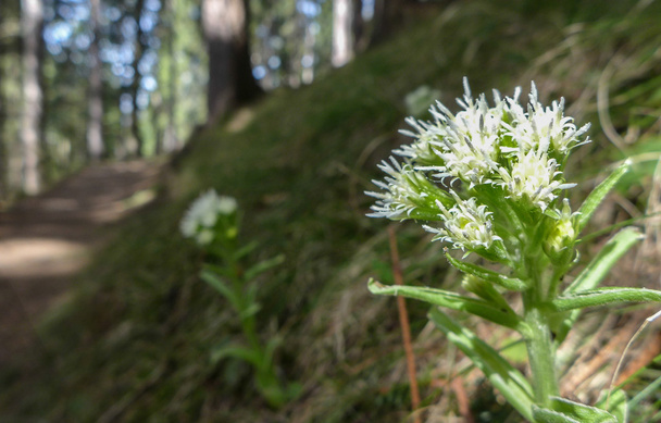 witte bloemen in het bos - Foto, afbeelding