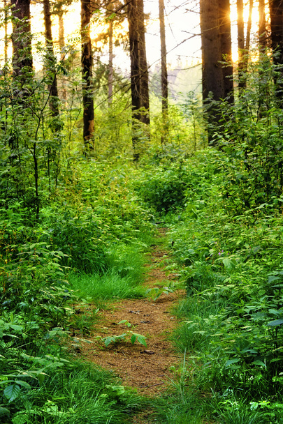 Sentier envahi dans les bois
 - Photo, image