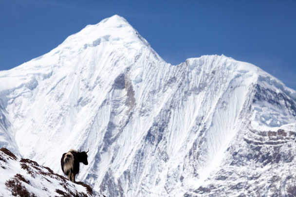 雪山 (アンナプルナ Ii) バック グラウンド、アンナプルナ回路、マナン、ネパールでヒマラヤのヤク - 写真・画像