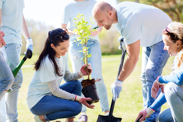 group of volunteers planting tree in park - Foto, immagini