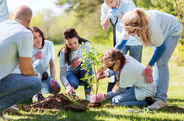 group of volunteers planting tree in park - Foto, Imagen