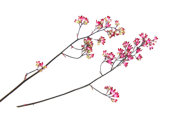 suchá, lisovaná růžové malé karafiátů na větev illustrat - Fotografie, Obrázek