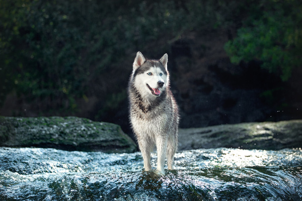 Porträt von drei Hunden im Hintergrund eines Wasserfalls. Hunderasse Siberian Husky und Jack Russell Terrier sitzen und liegen auf Felsen in der Nähe des Wassers.  - Foto, Bild