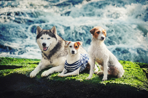Jack Russell Terrier sentado e deitado em rochas perto da água. Retrato de três cães em uma rocha
. - Foto, Imagem