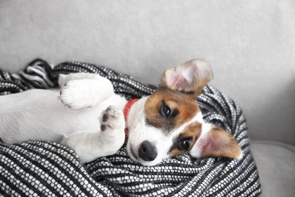 Jack Russell terrier - Zdjęcie, obraz