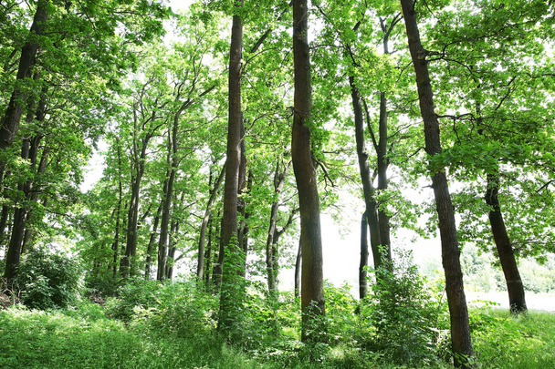 Green trees in summer forest - Foto, imagen