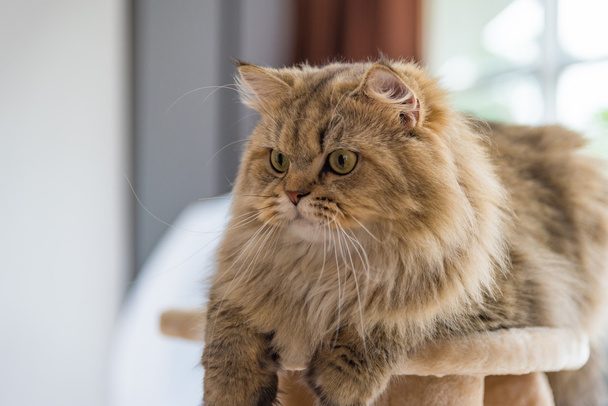 Carino gatto persiano tabby marrone
 - Foto, immagini
