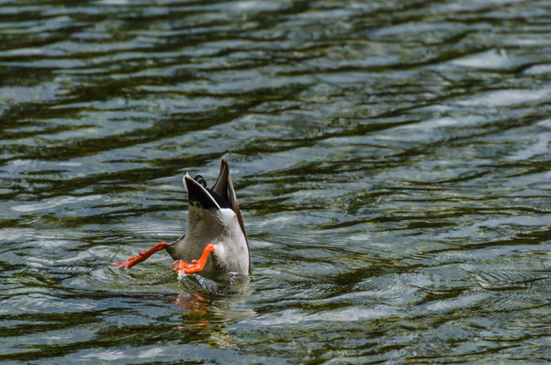 duck dive at lake - Photo, Image