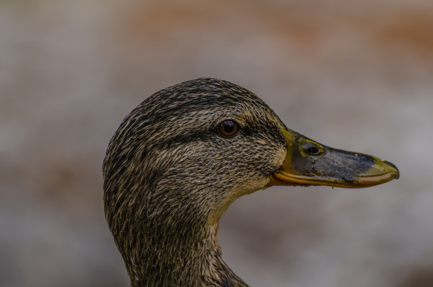 duck head view - Photo, Image