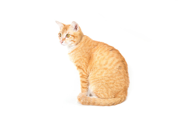 白を背景にオレンジの猫 - 写真・画像