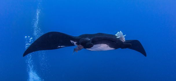 Black Manta Ray en Islas Revillagigedos, México
 - Foto, Imagen
