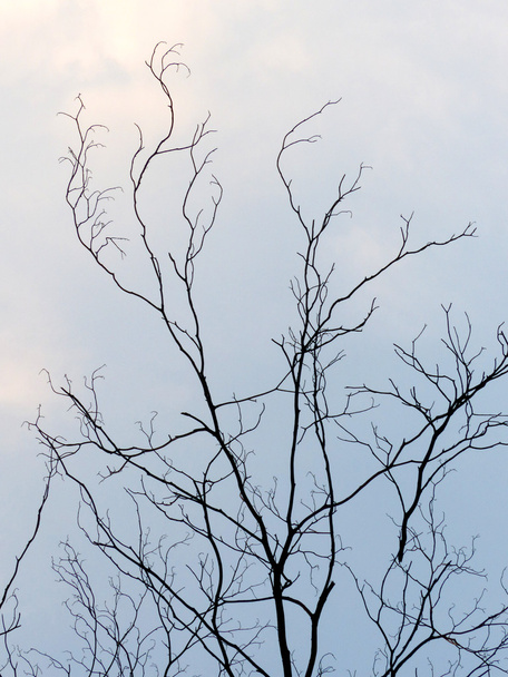 Stromy bez listí - Fotografie, Obrázek