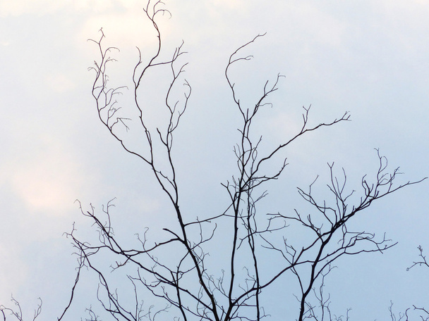 Trees without leaves - Photo, Image
