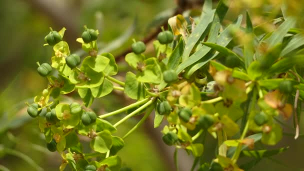 Euphorbia dendroides, también conocido como Tree Spurge, es un pequeño árbol de la familia Euphorbiaceae que crece en climas semiáridos y mediterráneos.
. - Imágenes, Vídeo