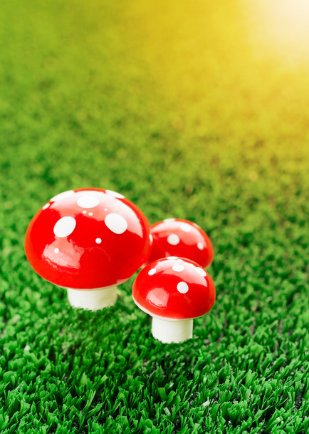 Três cogumelos amanita no prado
 - Foto, Imagem