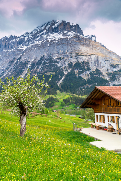 άνοιξη στις Άλπεις της Ελβετίας - Φωτογραφία, εικόνα