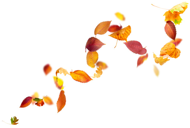 fallende und rotierende Herbstblätter - Foto, Bild