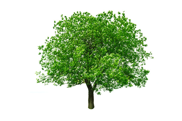 Tree - Foto, Imagem