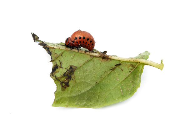 Kolorado-Käfer - Foto, Bild