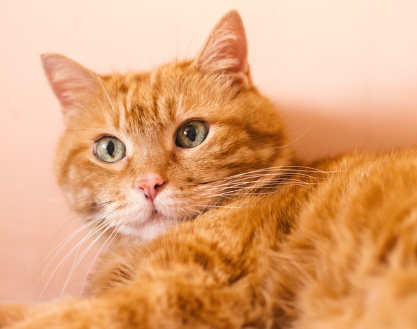 Lovely red cat. - Фото, изображение