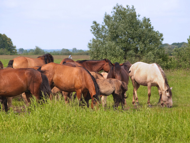 Group of horses with young colts on green meadow - Foto, imagen