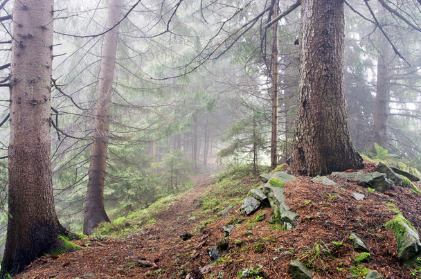 Hermoso camino de montaña bosque de verano
 - Foto, Imagen
