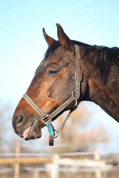Velho cavalo marrom mostrando língua
 - Foto, Imagem