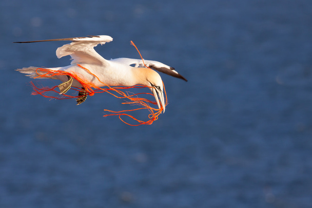 Ганнет летит с оранжевой веревкой в клюве
 - Фото, изображение