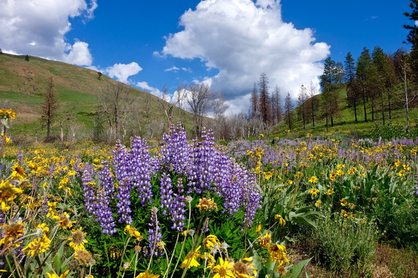 Hügel mit Frühlingsblumen bedeckt.  - Foto, Bild