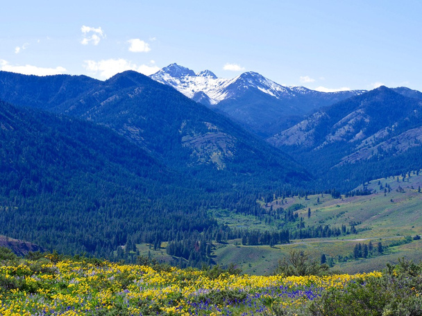 Альпийские луга, наполненные желтыми и голубыми дикими цветами и снежными шапками
.  - Фото, изображение