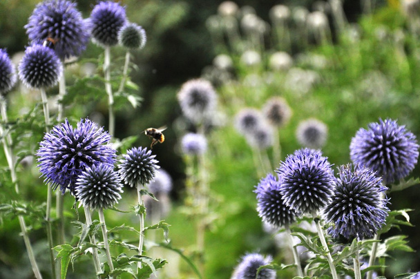 Siniset kukat mehiläisen kanssa
 - Valokuva, kuva