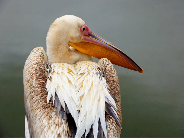 Witte pelikaan (Pelecanus onocrotalus) Close-up achter - Foto, afbeelding