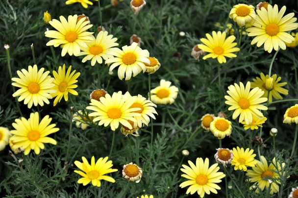 żółte kwiaty - Zdjęcie, obraz