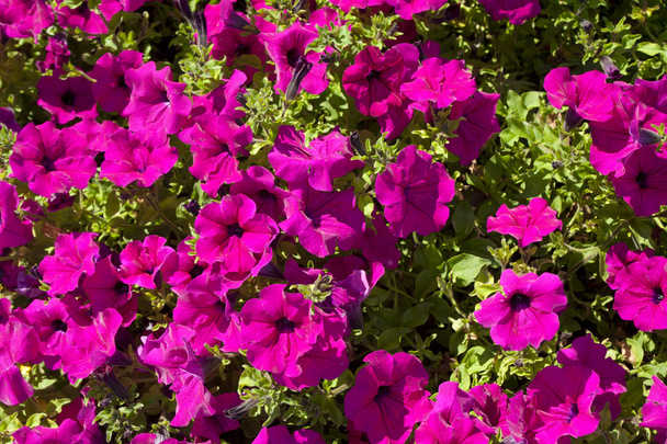 Floraison avec pétunia rose
 - Photo, image