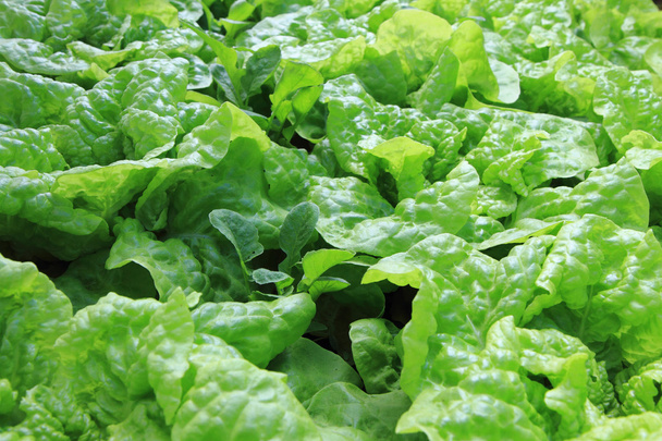 green lettuce background - Photo, Image
