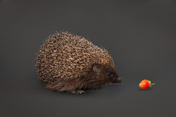 hedgehog and strawberry - Photo, Image