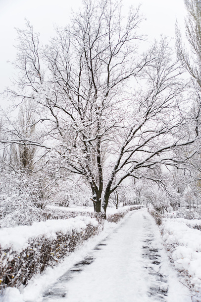 Snow-covered oak tree in winter park - Фото, зображення