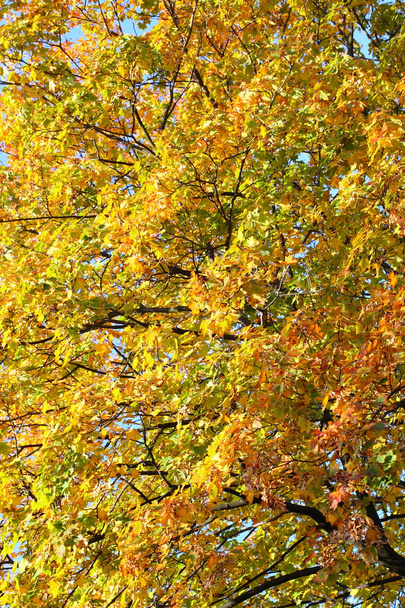 Maple leaves, golden autumn - 写真・画像