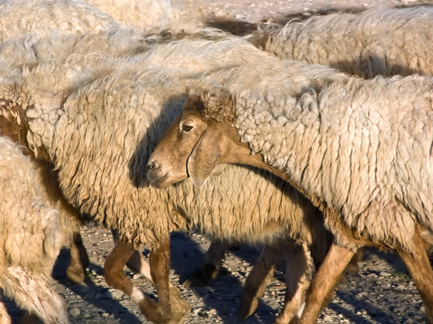 Овцы в стаде
. - Фото, изображение