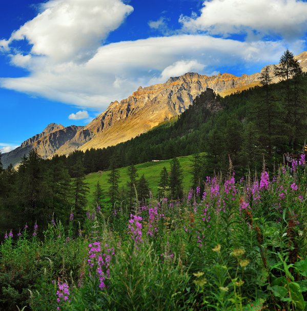 Park Narodowy Gran Paradiso góry z wierzby zioła - Zdjęcie, obraz
