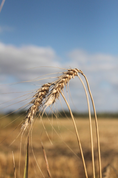 spikelets buğday mavi bahar gökyüzü karşı - Fotoğraf, Görsel